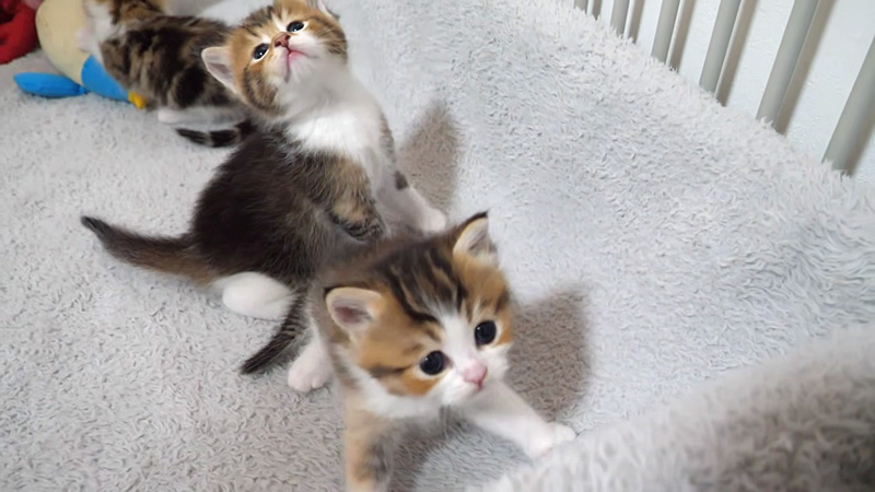 寝床の中を歩き回る子猫達