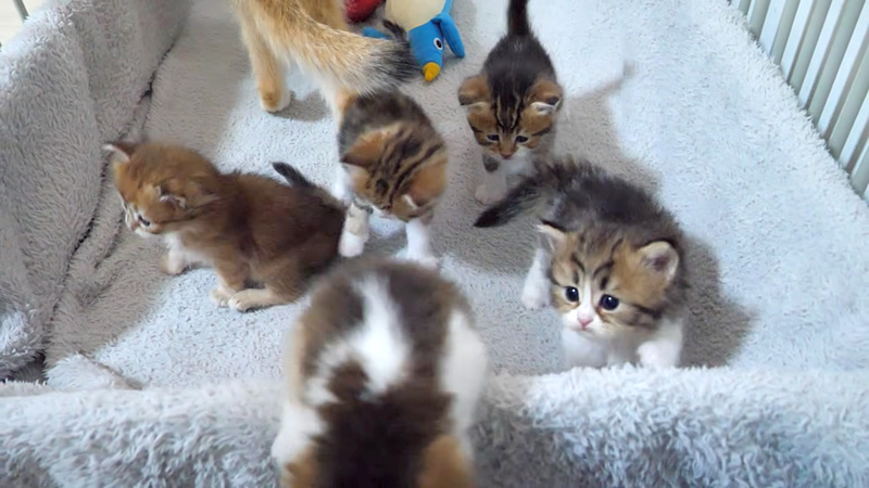 次々と脱走する子猫達