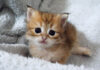 脱走したい子猫