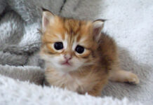 脱走したい子猫