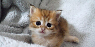 脱走したい子猫