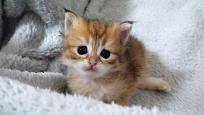 脱走したい子猫