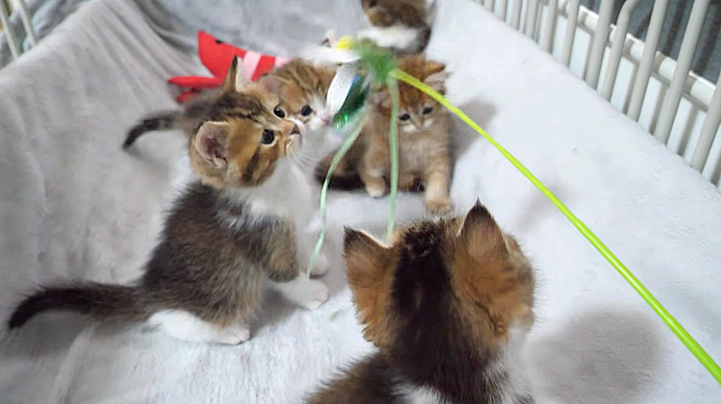 オモチャに興味津々の子猫達