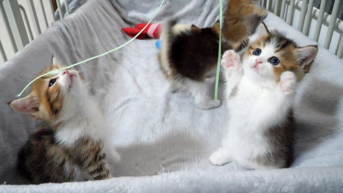 二本足で立ち上がる子猫