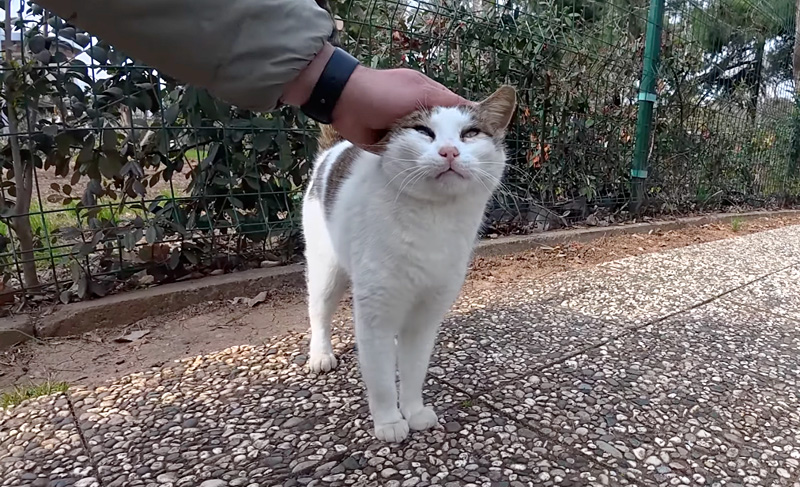 頭を撫でられる猫