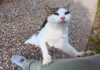 2週間ぶりに会った猫