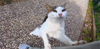 2週間ぶりに会った猫