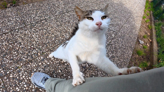 6nenfriend_neko_title 2週間ぶりに会った猫