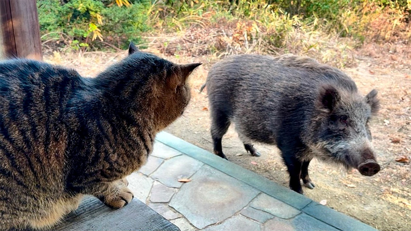 猫とインシシ