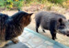 猫に挨拶するイノシシ