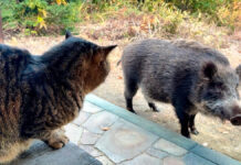 猫に挨拶するイノシシ