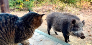 猫に挨拶するイノシシ