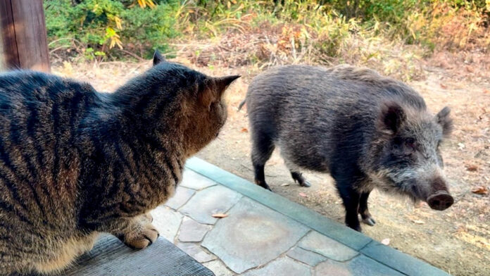 猫に挨拶するイノシシ