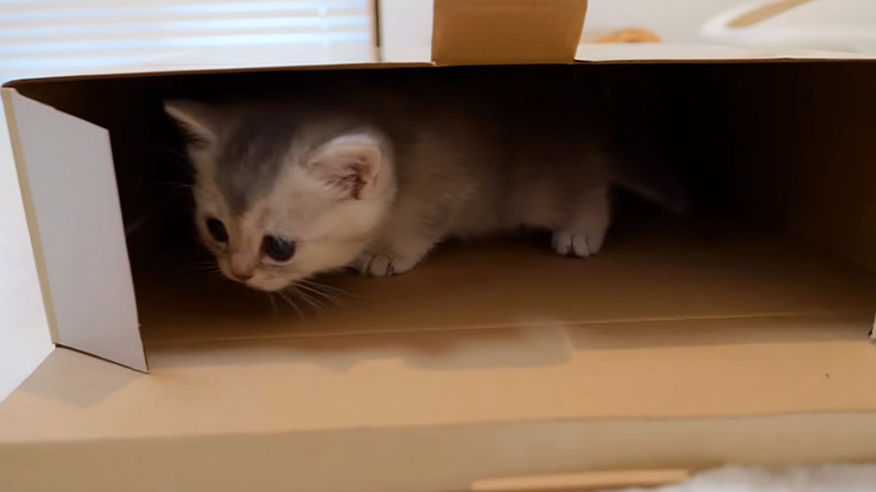 箱の中に入る子猫