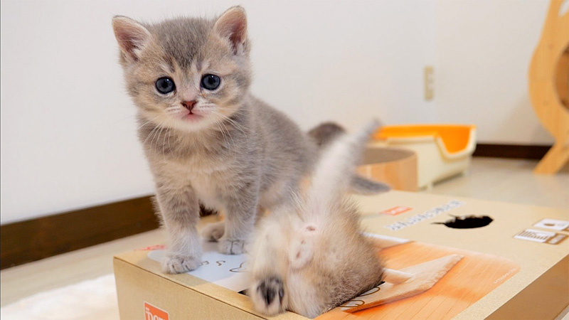 穴好きの子猫達