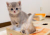 穴好きの子猫達