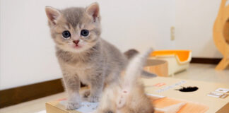 穴好きの子猫達