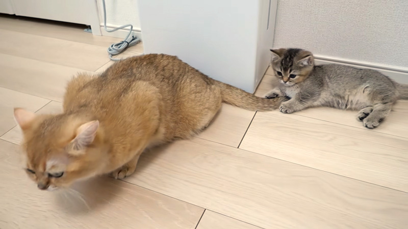 シッポで遊ぶ子猫
