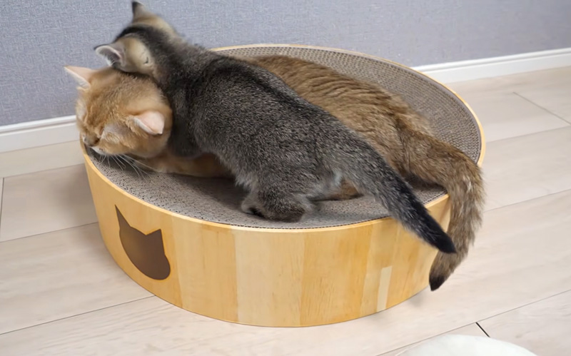 かまってちゃんな子猫