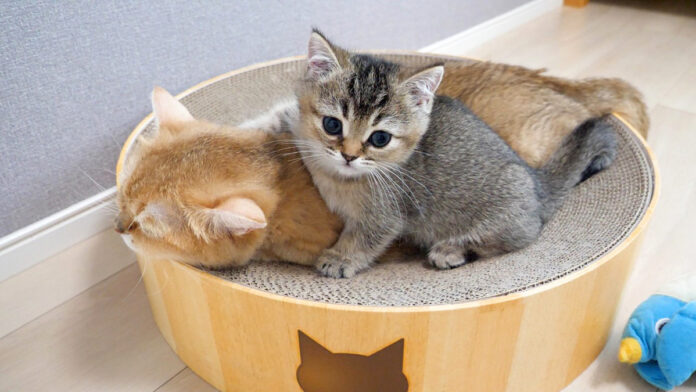 かまって欲しくて仕方がない子猫