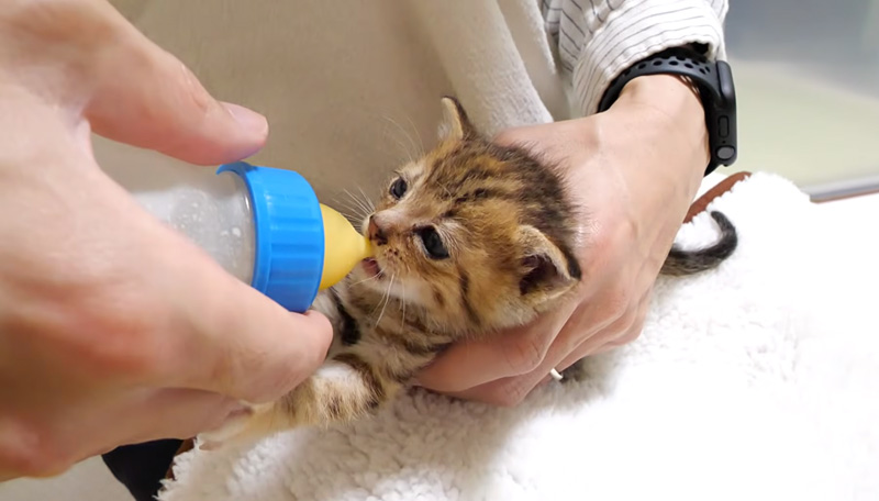 ミルクを飲む子猫
