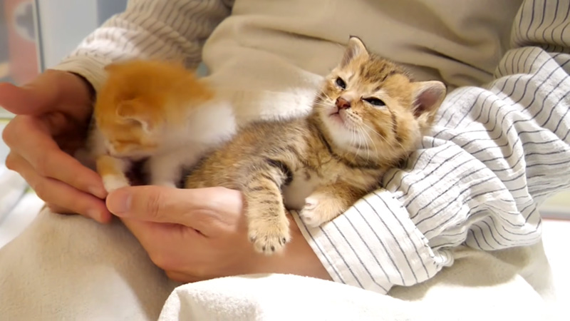 腕の中の子猫達