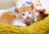眠気に襲われた子猫達