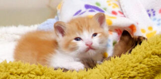 眠気に襲われた子猫達
