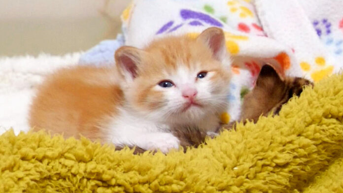 眠気に襲われた子猫達