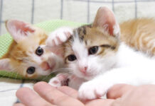 お腹を満たした子猫が見せた、遊んで遊んで猛攻撃が可愛すぎる ( *´艸`)! 遊んで遊んで攻撃を繰り出す子猫