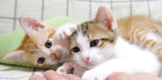 遊んで遊んで攻撃を繰り出す子猫