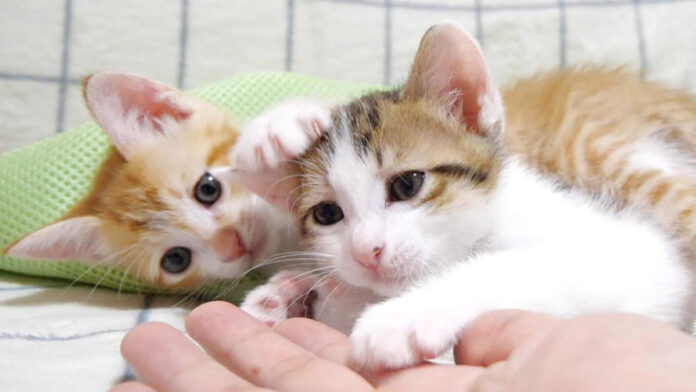 遊んで遊んで攻撃を繰り出す子猫