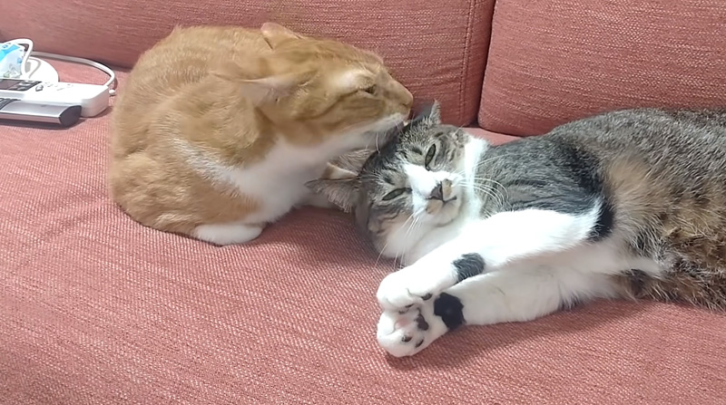 同居猫を毛づくろいする猫