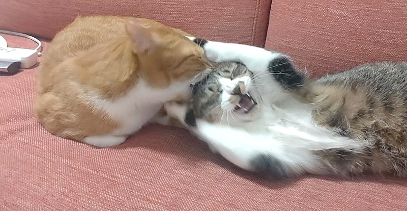 同居猫に噛まれた猫