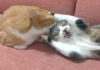 同居猫に噛まれた猫