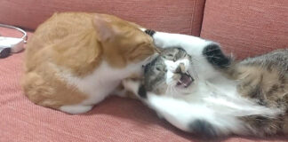 同居猫に噛まれた猫