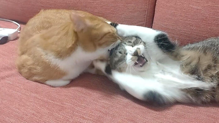 同居猫に噛まれた猫