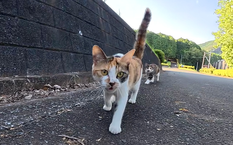 駆け寄ってきた猫達