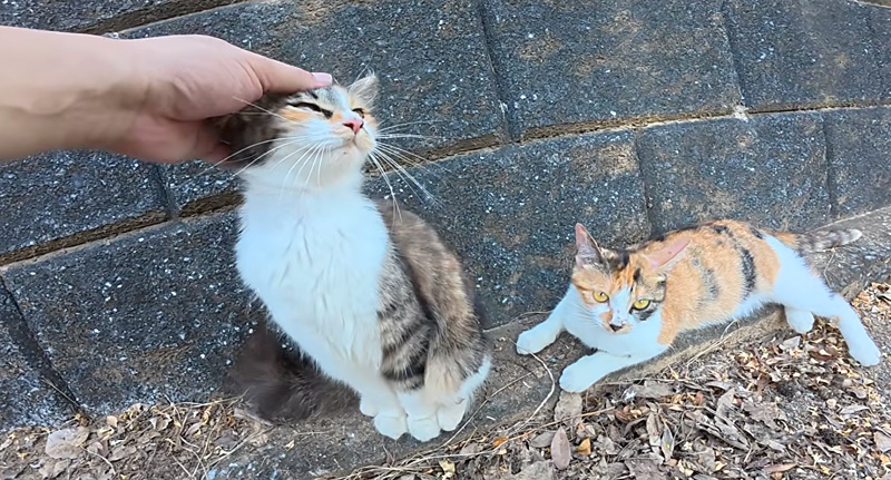 ナデナデを堪能する猫達