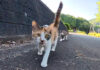 駆け寄ってきた猫達
