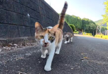 駆け寄ってきた猫達