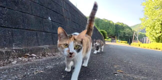 駆け寄ってきた猫達