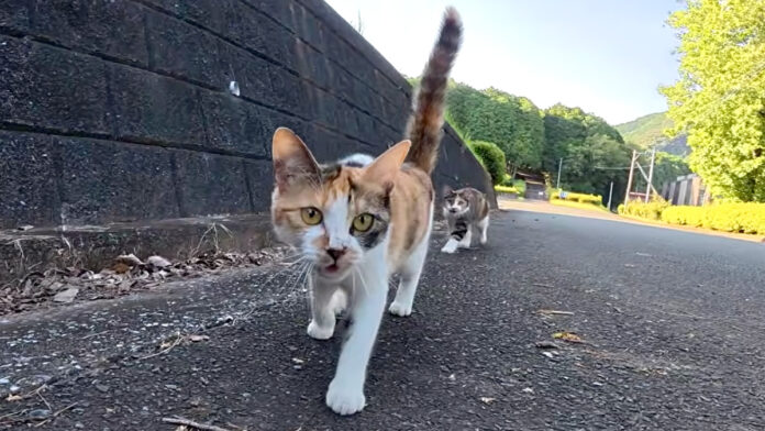 駆け寄ってきた猫達