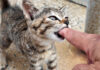 防波堤で出会った子猫の兄弟。お母さんのそばで思い思いの時間を過ごす様子にホッコリ♡ 指をガブリと噛む子猫