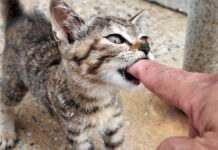 防波堤で出会った子猫の兄弟。お母さんのそばで思い思いの時間を過ごす様子にホッコリ♡ 指をガブリと噛む子猫