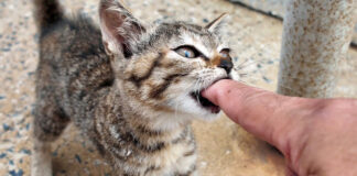 指をガブリと噛む子猫