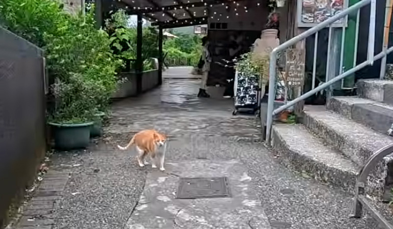 猫村で出会った猫