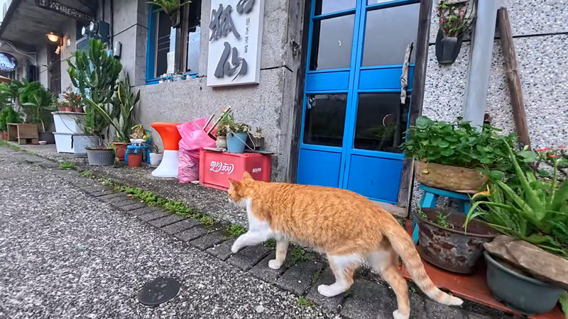 カフェの客引きの猫