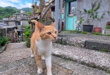 猫村で出会ったカフェの客引きの猫