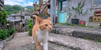 猫村で出会ったカフェの客引きの猫